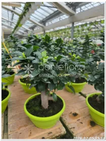 Ficus Ginseng V. 20 cm H. 40 cm - Azienda Florovivaistica Ponteflora Di Pisapia Antonio