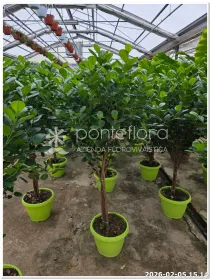 Ficus microcarpa 'Moclame' - Azienda Florovivaistica Ponteflora Di Pisapia Antonio
