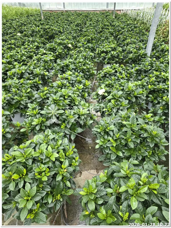 Gardenia jasminoides - Azienda Florovivaistica Ponteflora Di Pisapia Antonio