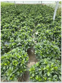 Gardenia jasminoides - Azienda Florovivaistica Ponteflora Di Pisapia Antonio