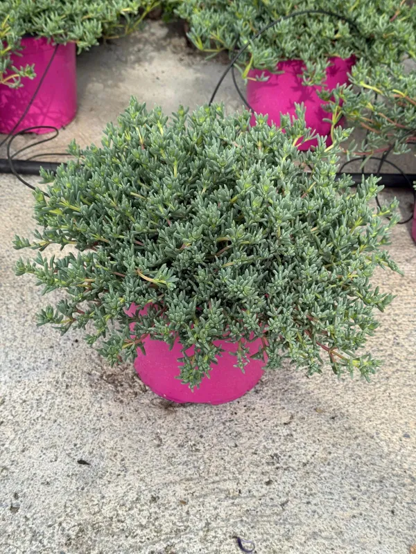 Mesembryanthemum lampranthus 18 V. 18 cm - Riviera Quality Società Agricola Cooperativa
