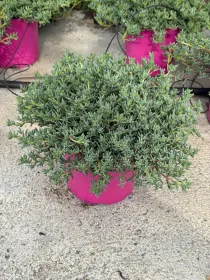 Mesembryanthemum lampranthus 18 V. 18 cm - Riviera Quality Società Agricola Cooperativa