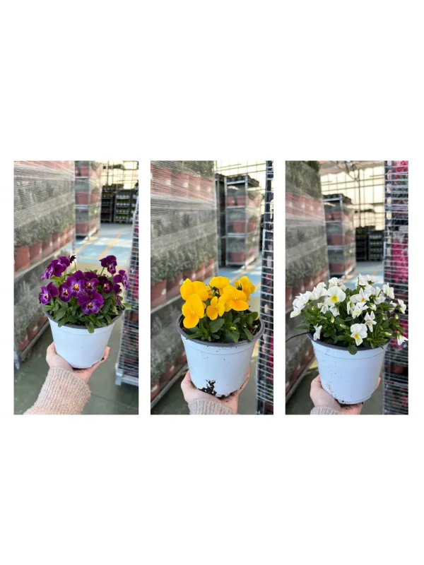 Viola cornuta 14 V. 14 cm - Riviera Quality Società Agricola Cooperativa