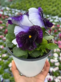 Viola del pensiero 14 V. 14 cm - Riviera Quality Società Agricola Cooperativa