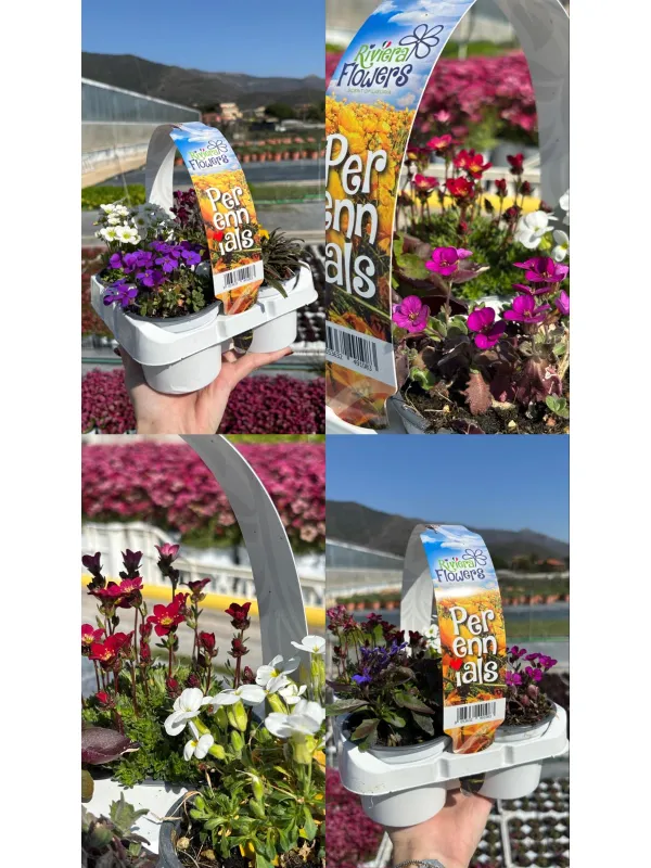 Riviera flowers perennials pack da 4 V. 9 cm - Riviera Quality Società Agricola Cooperativa