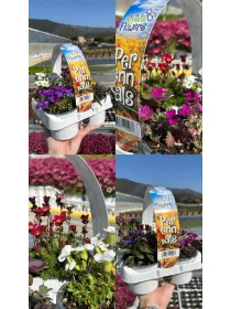 Riviera flowers perennials pack da 4 V. 9 cm - Riviera Quality Società Agricola Cooperativa