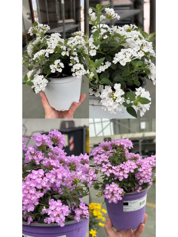 Lantana sellowiana 14 V. 6 cm - Riviera Quality Società Agricola Cooperativa