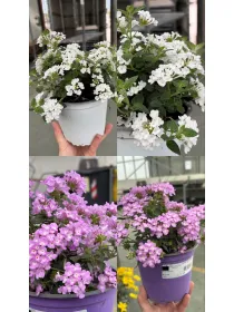 Lantana sellowiana 14 V. 6 cm - Riviera Quality Società Agricola Cooperativa