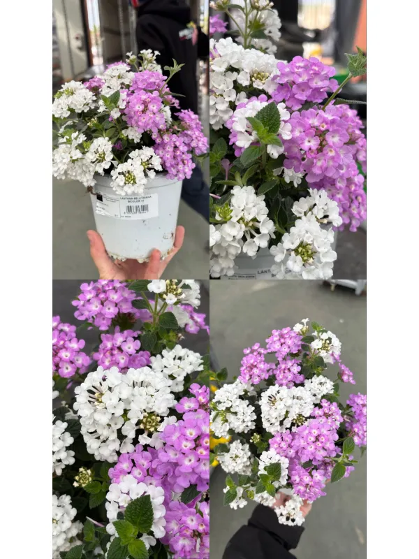 Lantana sellowiana bicolore 14 V. 14 cm - Riviera Quality Società Agricola Cooperativa