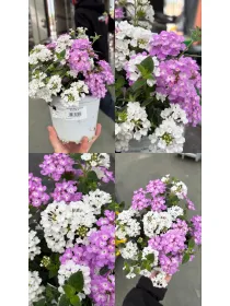 Lantana sellowiana bicolore 14 V. 14 cm - Riviera Quality Società Agricola Cooperativa