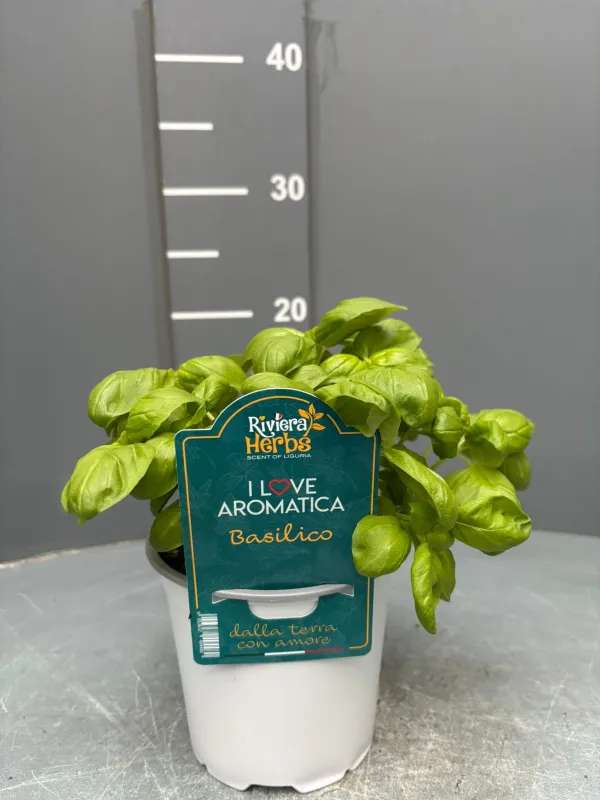 Basilico 14 - i love aromatica V. 14 cm - Riviera Quality Società Agricola Cooperativa