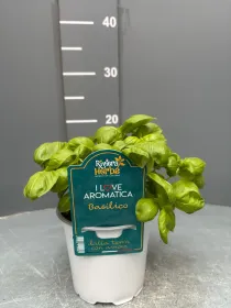 Basilico 14 - i love aromatica V. 14 cm - Riviera Quality Società Agricola Cooperativa