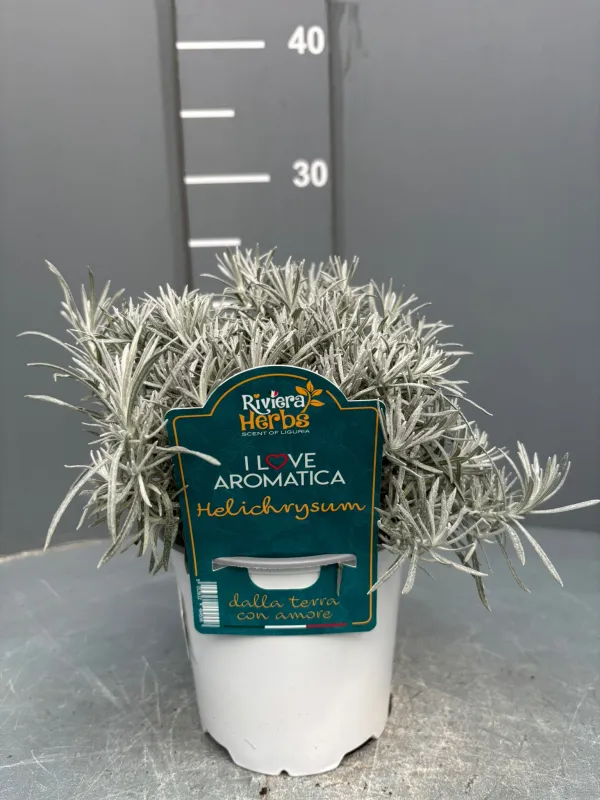 Helicrysum italicum 14-i love aromatica V. 14 cm - Riviera Quality Società Agricola Cooperativa