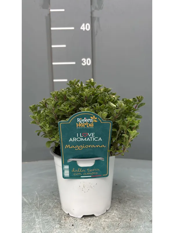 Maggiorana 14 - i love aromatica V. 14 cm - Riviera Quality Società Agricola Cooperativa