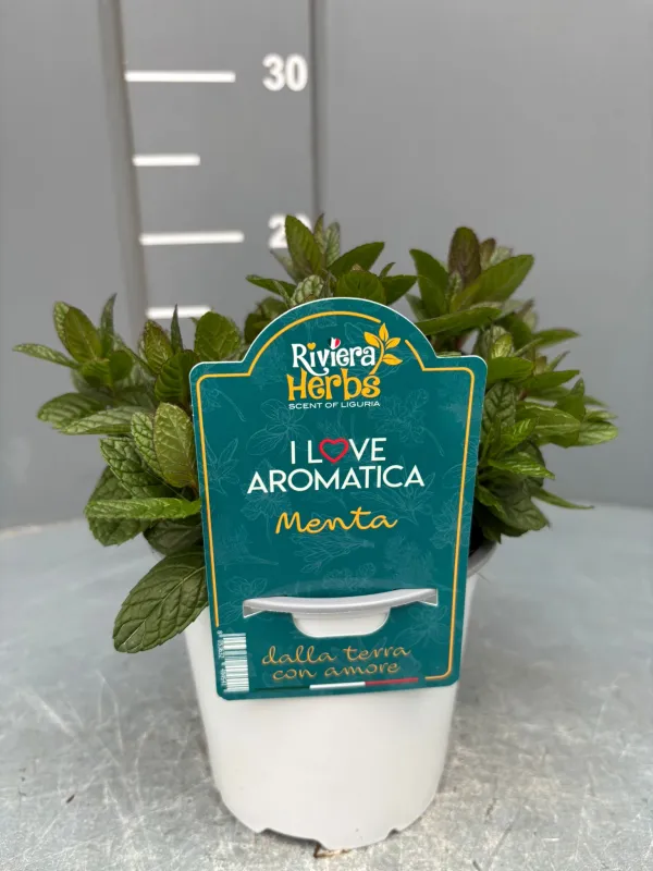 Menta 14 - i love aromatica V. 14 cm - Riviera Quality Società Agricola Cooperativa