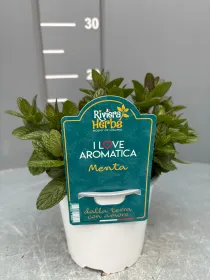 Menta 14 - i love aromatica V. 14 cm - Riviera Quality Società Agricola Cooperativa