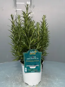 Rosmarino 14 - i love aromatica V. 14 cm - Riviera Quality Società Agricola Cooperativa