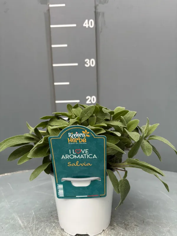 Salvia 14 - i love aromatica V. 14 cm - Riviera Quality Società Agricola Cooperativa
