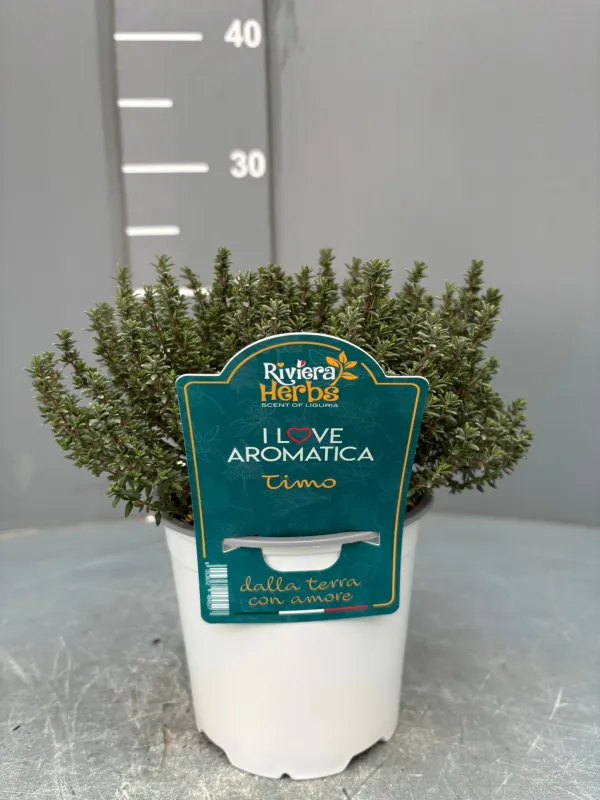 Timo 14 - i love aromatica V. 14 cm - Riviera Quality Società Agricola Cooperativa