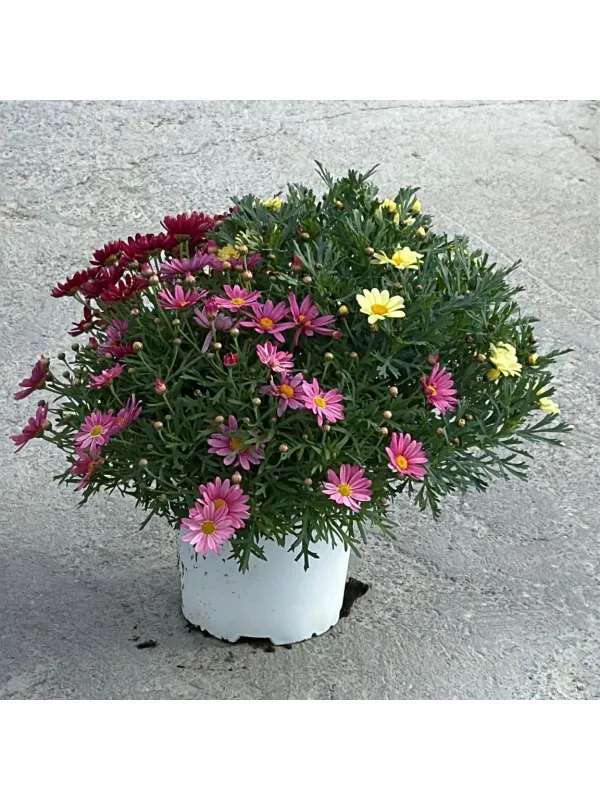 Margherita 18 multicolor V. 20 cm - Riviera Quality Società Agricola Cooperativa