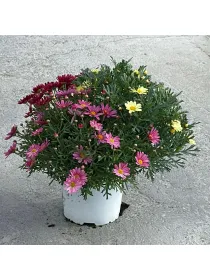 Margherita 18 multicolor V. 20 cm - Riviera Quality Società Agricola Cooperativa