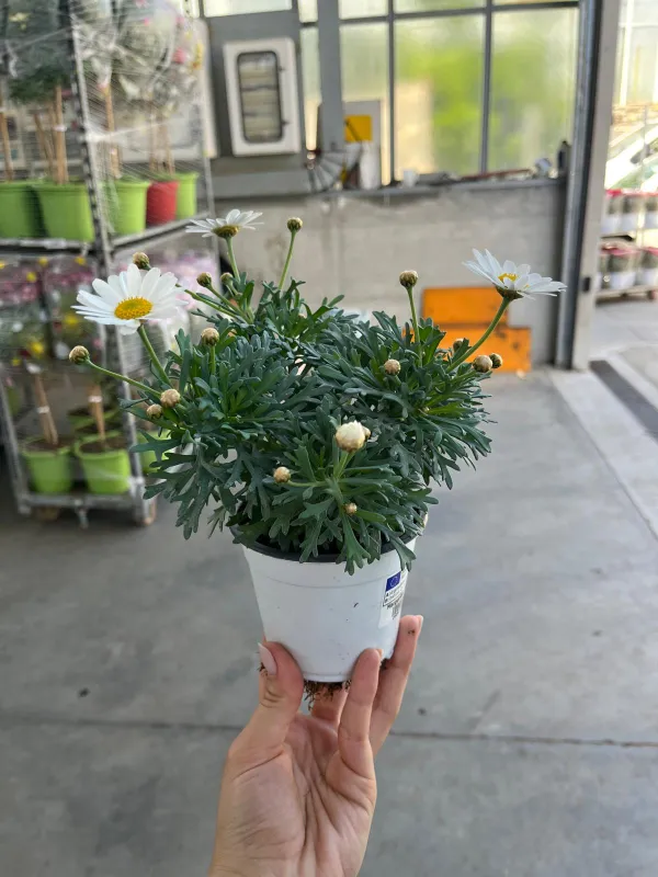 Margherita bianca 10 V. 10 cm - Riviera Quality Società Agricola Cooperativa