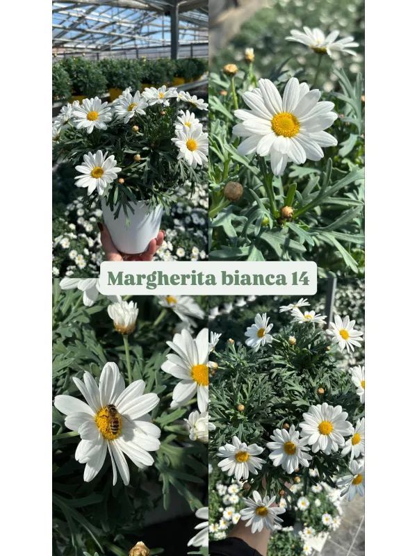 Margherita bianca 14 V. 14 cm - Riviera Quality Società Agricola Cooperativa