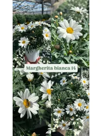Margherita bianca 14 V. 14 cm - Riviera Quality Società Agricola Cooperativa