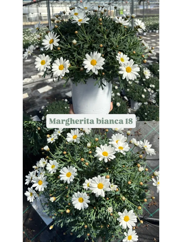 Margherita bianca 18 V. 18 cm - Riviera Quality Società Agricola Cooperativa