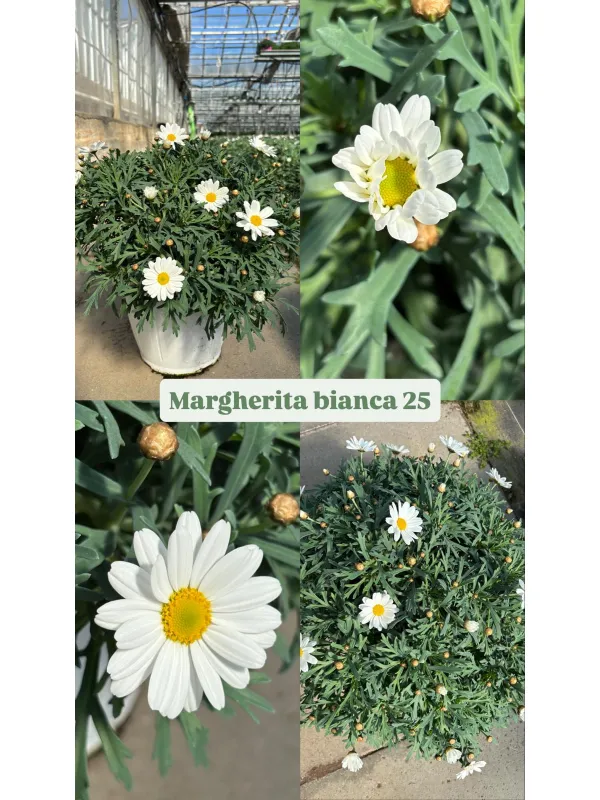 Margherita bianca 25 V. 25 cm - Riviera Quality Società Agricola Cooperativa