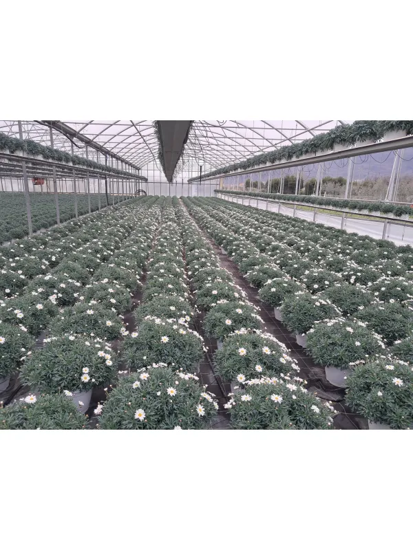 Margherita bianca 30 V. 30 cm - Riviera Quality Società Agricola Cooperativa