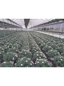 Margherita bianca 30 V. 30 cm - Riviera Quality Società Agricola Cooperativa