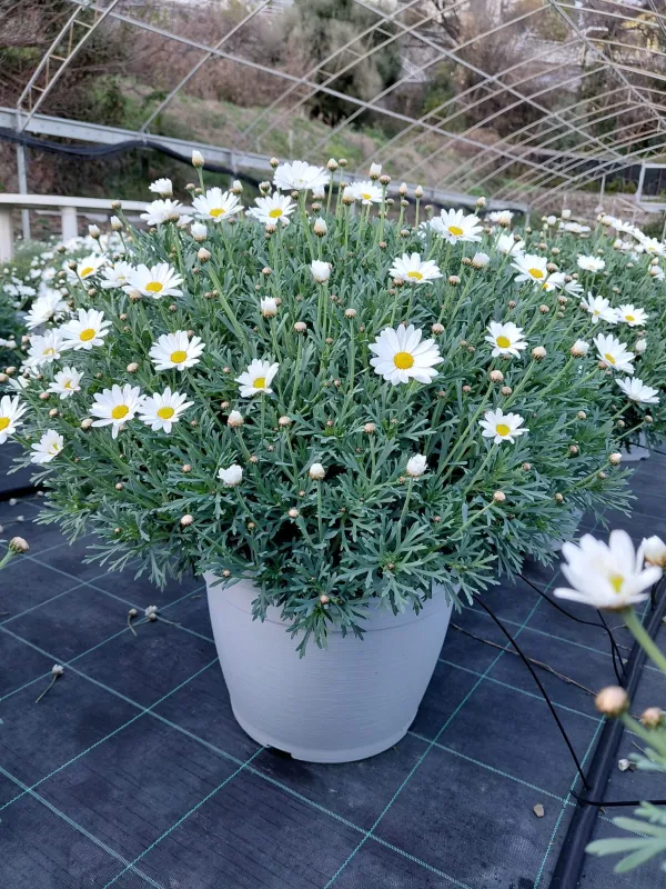 Margherita bianca 35 V. 35 cm - Riviera Quality Società Agricola Cooperativa