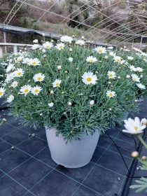 Margherita bianca 35 V. 35 cm - Riviera Quality Società Agricola Cooperativa