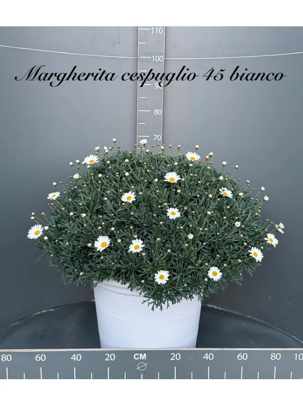 Margherita bianca 45/50 V. 50 cm - Riviera Quality Società Agricola Cooperativa