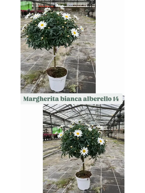 Margherita bianca alberello 14 h. 45/55 V. 14 cm - Riviera Quality Società Agricola Cooperativa