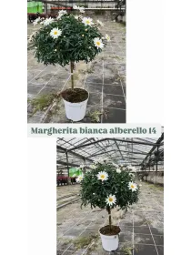 Margherita bianca alberello 14 h. 45/55 V. 14 cm - Riviera Quality Società Agricola Cooperativa