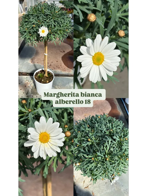 Margherita bianca alberello 18 h. 80/90 V. 18 cm - Riviera Quality Società Agricola Cooperativa