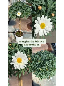 Margherita bianca alberello 18 h. 80/90 V. 18 cm - Riviera Quality Società Agricola Cooperativa