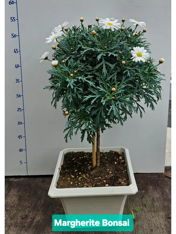 Margherita bianca alberello 23x23 bonsai V. 23 cm - Riviera Quality Società Agricola Cooperativa