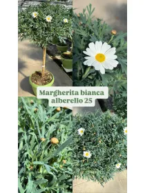 Margherita bianca alberello 24/26 h. 100 V. 25 cm - Riviera Quality Società Agricola Cooperativa