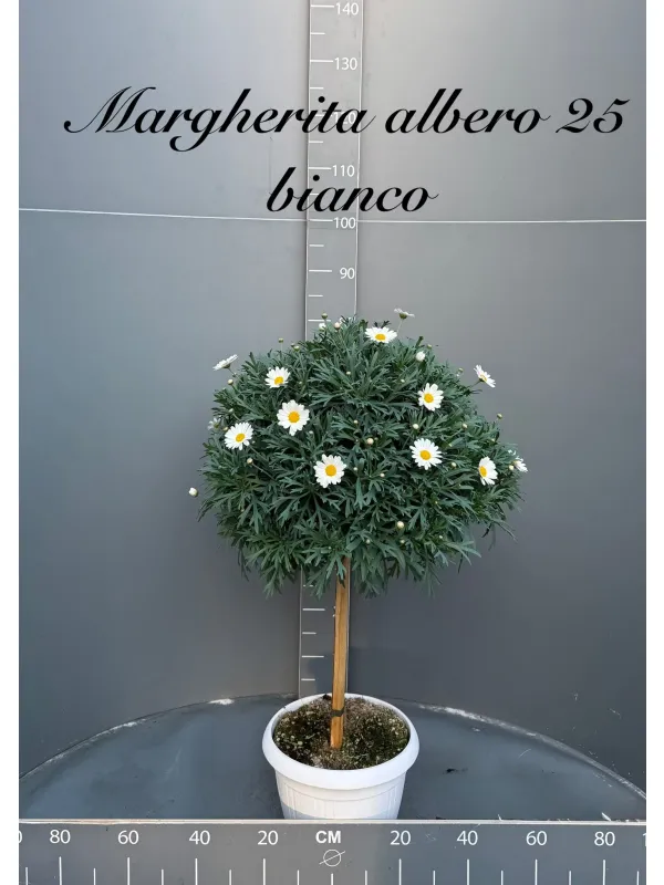 Margherita bianca alberello 27/30 h. 110 V. 30 cm - Riviera Quality Società Agricola Cooperativa