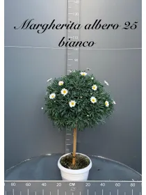 Margherita bianca alberello 27/30 h. 110 V. 30 cm - Riviera Quality Società Agricola Cooperativa