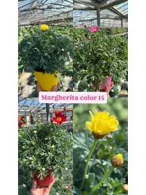 Margherita color 14 V. 14 cm - Riviera Quality Società Agricola Cooperativa