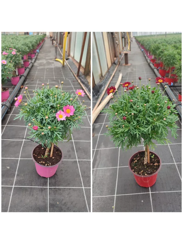 Margherita color alb. 14 V. 14 cm - Riviera Quality Società Agricola Cooperativa