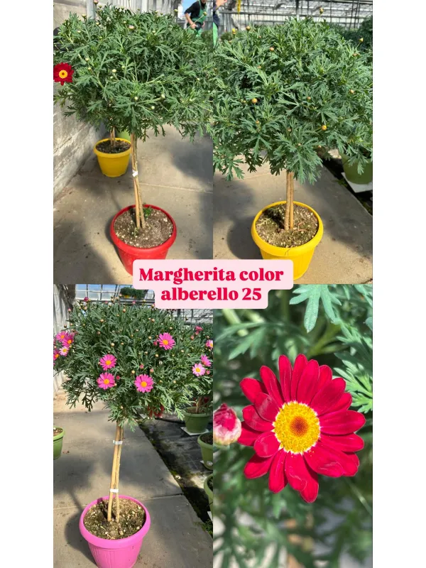 Margherita color alb. 25 V. 25 cm - Riviera Quality Società Agricola Cooperativa