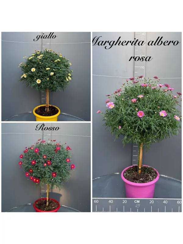 Margherita color alb. 30 V. 30 cm - Riviera Quality Società Agricola Cooperativa