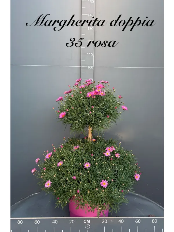 Margherita color doppia palla 35 h. 90 V. 35 cm - Riviera Quality Società Agricola Cooperativa