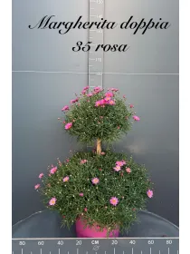 Margherita color doppia palla 35 h. 90 V. 35 cm - Riviera Quality Società Agricola Cooperativa