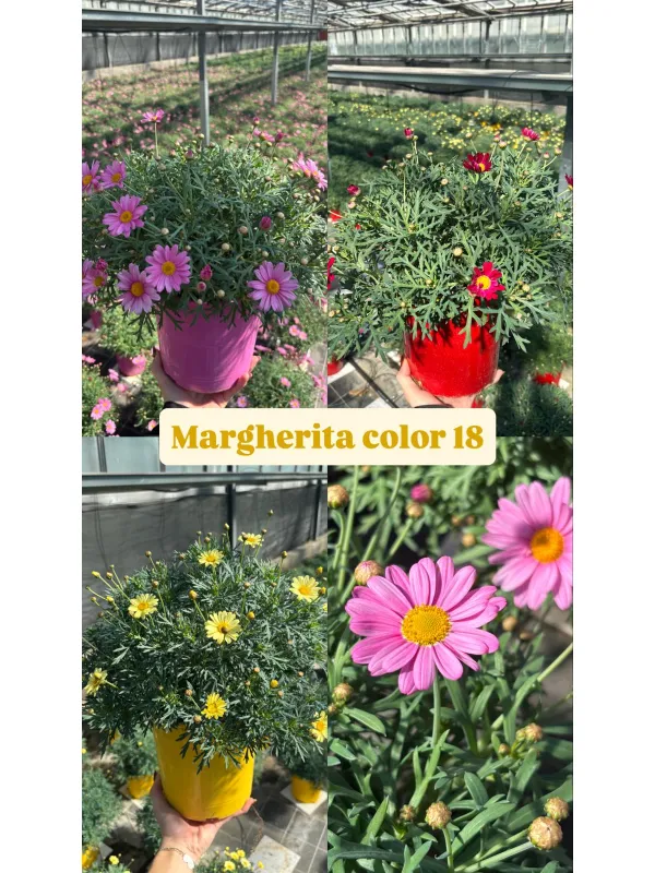 Margherita colorata 18 V. 18 cm - Riviera Quality Società Agricola Cooperativa